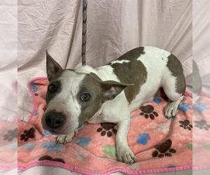 Cardigan Welsh Corgi-Chihuahua Mix Dogs for adoption in Modesto, CA, USA