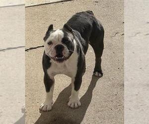 Faux Frenchbo Bulldog Dogs for adoption in Camarillo, CA, USA