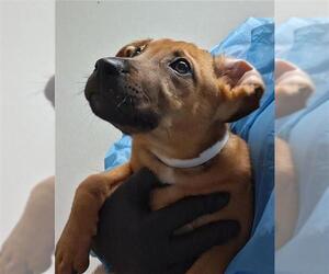Rhodesian Ridgeback Dogs for adoption in Bakersfield, CA, USA