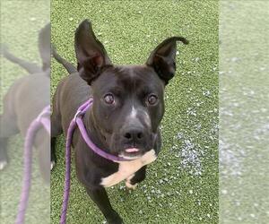 American Pit Bull Terrier Dogs for adoption in Fayetteville, NC, USA