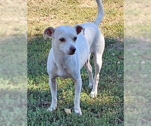 Chihuahua-Unknown Mix Dogs for adoption in Santa Rosa, CA, USA