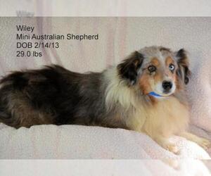 Australian Shepherd Dogs for adoption in Bon Carbo, CO, USA