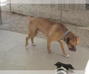 Boxer-Bullmastiff Mix Dogs for adoption in Sherman Oaks, CA, USA