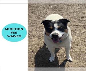 Mutt Dogs for adoption in Santa Cruz, CA, USA