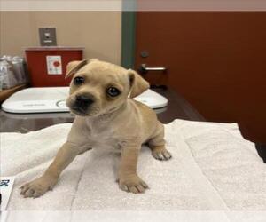 Chug Dogs for adoption in Rancho Cucamonga, CA, USA