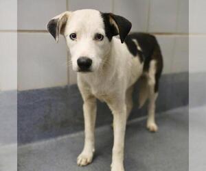 Mutt Dogs for adoption in San Antonio, TX, USA