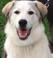 Medium Photo #1 Great Pyrenees-Unknown Mix Puppy For Sale in Spring, TX, USA