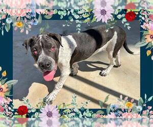 American Bandogge mastiff Dogs for adoption in Ojai, CA, USA