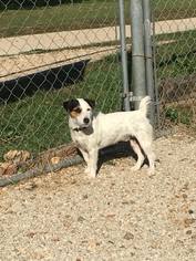 Jack Russell Terrier Dogs for adoption in Stover, MO, USA