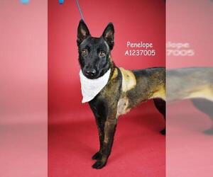 Mutt Dogs for adoption in Bakersfield, CA, USA