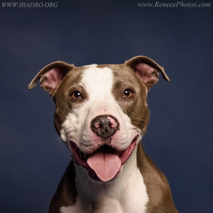 American Pit Bull Terrier Dogs for adoption in Blacklick, OH, USA