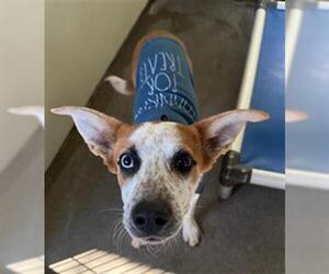 Mutt Dogs for adoption in Santa Maria, CA, USA