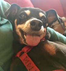 Miniature Pinscher Dogs for adoption in Loganville, GA, USA