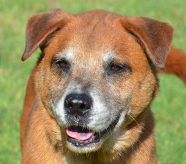 German Shepherd Dog Dogs for adoption in Englewood, FL, USA