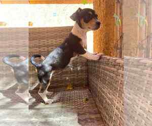 Dachshund-Unknown Mix Dogs for adoption in Arlington, WA, USA