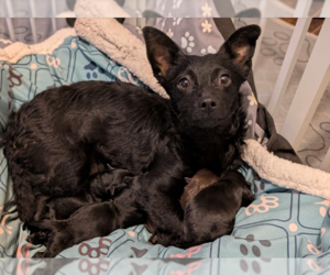 Chiweenie Dogs for adoption in Fresno, CA, USA