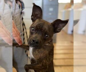 Boston Huahua Dogs for adoption in Rockaway, NJ, USA