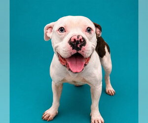 Mutt Dogs for adoption in Pearland, TX, USA