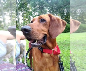 Redbone Coonhound Dogs for adoption in Middletown, NY, USA
