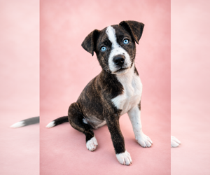 Mutt Dogs for adoption in Sandy, UT, USA
