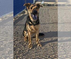 German Shepherd Dog Dogs for adoption in HESPERIA, CA, USA