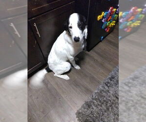 Border Collie-Unknown Mix Dogs for adoption in Ogden, UT, USA