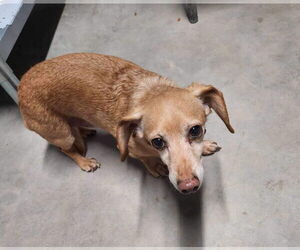 Chiweenie Dogs for adoption in Stover, MO, USA