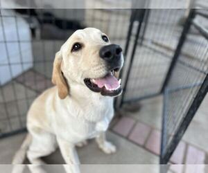 Labrador Retriever Dogs for adoption in Clovis, CA, USA
