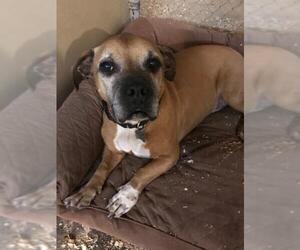 Basset Hound Dogs for adoption in Richmond, VA, USA