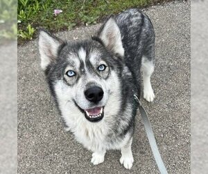 Huskies -Unknown Mix Dogs for adoption in Aurora, IL, USA