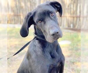 Great Dane Dogs for adoption in Fredericksburg, TX, USA