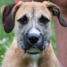 Small Airedale Terrier-Boxer Mix