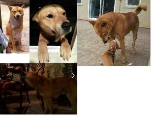 Shiba Inu Dogs for adoption in Agoura Hills, CA, USA