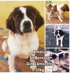 Saint Bernard Dogs for adoption in Seattle, WA, USA