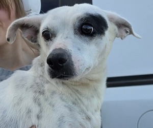Jack Russell Terrier Dogs for adoption in Mukwonago, WI, USA