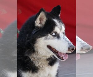 Siberian Husky Dogs for adoption in Pasadena, CA, USA