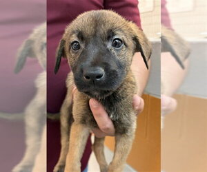 Mutt Dogs for adoption in Houston, TX, USA