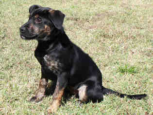 Labrottie Dogs for adoption in Edmond, OK, USA