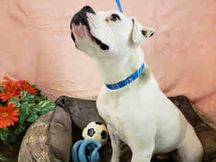 American Bulldog Dogs for adoption in Fairfield, CA, USA