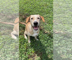 Chihuahua-Retriever  Mix Dogs for adoption in Virginia Beach, VA, USA