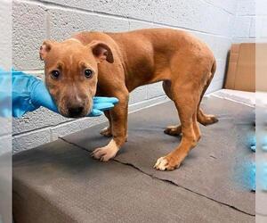 American Staffordshire Terrier Dogs for adoption in Whitestone, NY, USA