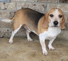 Beagle Dogs for adoption in Bandera, TX, USA