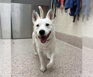 Mutt Dogs for adoption in Brighton, CO, USA