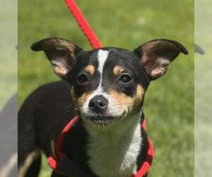 Chihuahua-Unknown Mix Dogs for adoption in Yardley, PA, USA