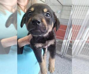 German Shepherd Dog Dogs for adoption in Bemidji, MN, USA