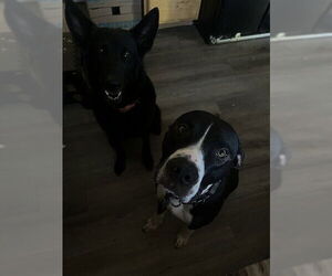 American Pit Bull Terrier-Great Dane Mix Dogs for adoption in Ogden, UT, USA