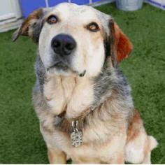 Medium Photo #1 Australian Shepherd Puppy For Sale in Austin, TX, USA