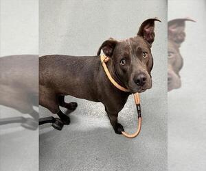 American Pit Bull Terrier Dogs for adoption in Baytown, TX, USA