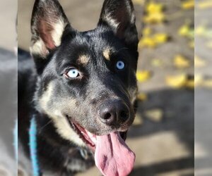 German Shepherd Dog-Siberian Husky Mix Dogs for adoption in Sacramento, CA, USA