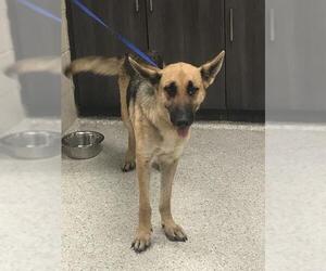 German Shepherd Dog-Unknown Mix Dogs for adoption in Conroe, TX, USA